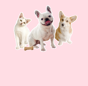 cát vệ sinh cho chó